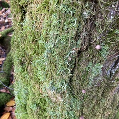 Cladonia digitata