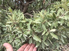 Quercus × undulata
