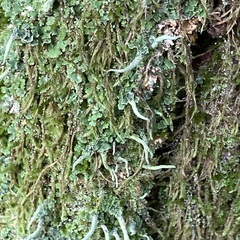 Cladonia digitata