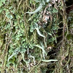 Cladonia digitata