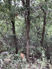 Quercus × undulata
