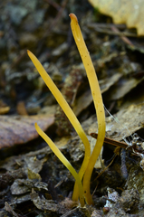 Clavaria flavipes