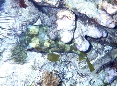 Diodon liturosus