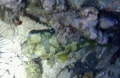 Diodon liturosus
