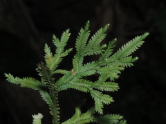 Selaginella repanda
