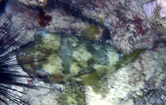 Diodon liturosus
