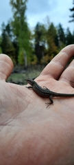 Lacerta agilis exigua