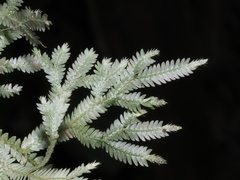 Selaginella repanda