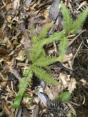 Sticherus quadripartitus