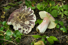Russula olivacea
