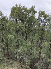 Quercus × undulata