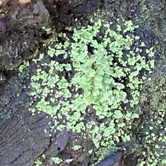 Cladonia digitata
