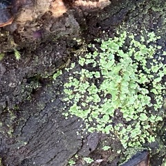 Cladonia digitata
