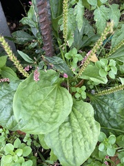 Plantago major
