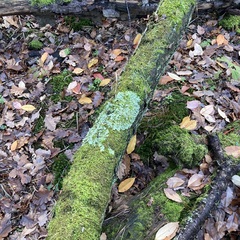 Punctelia jeckeri