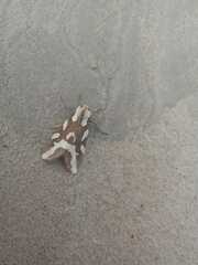 Tessellota cancellata