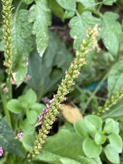 Plantago major