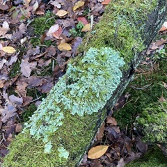 Punctelia jeckeri