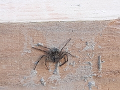Philodromus margaritatus