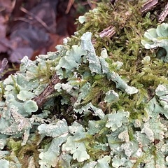 Punctelia jeckeri