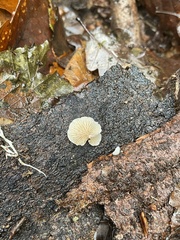 Panellus mitis