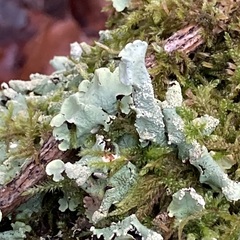 Punctelia jeckeri