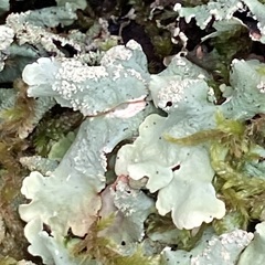 Punctelia jeckeri