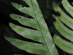 Pteris