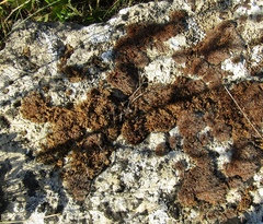 Syntrichia calcicola