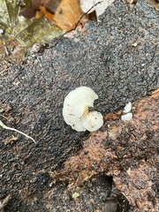 Panellus mitis