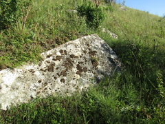 Syntrichia calcicola