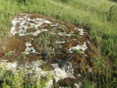 Syntrichia calcicola