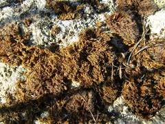 Syntrichia calcicola