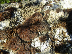 Syntrichia calcicola
