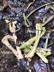 Odocoileus hemionus sitkensis