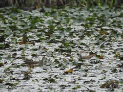 Hydrophasianus chirurgus