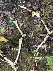 Odocoileus hemionus sitkensis