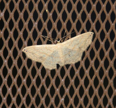 Scopula umbilicata