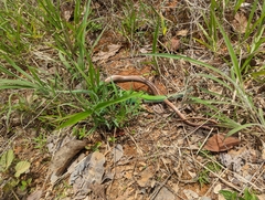 Philodryas nattereri