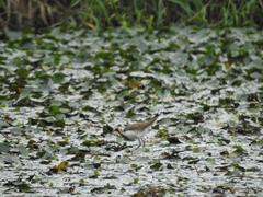 Hydrophasianus chirurgus