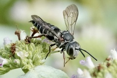 Coelioxys sayi