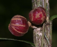 Guarea pubescens