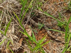 Philodryas nattereri