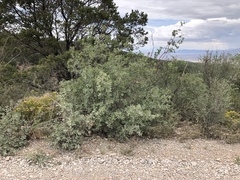 Quercus × undulata