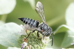 Coelioxys sayi