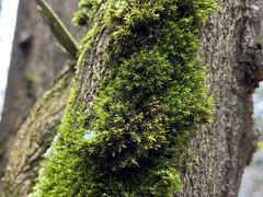 Lewinskya