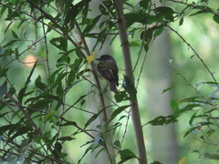Tolmomyias sulphurescens