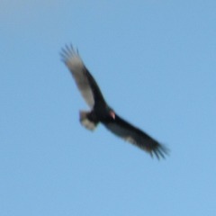 Cathartes aura septentrionalis