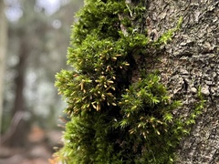 Lewinskya