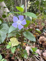 Vinca